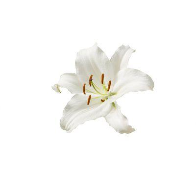 Whimsical Meadow Floral Symphony